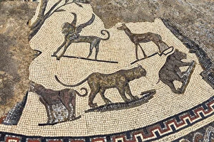 Images Dated 21st December 2016: Floor mosaic, Roman ruins, Volubilis, Morocco