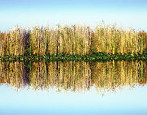 Images Dated 5th June 2015: Florida, Everglades National Park, Sawgrass Reflection, Abundant In the Wet Marshes