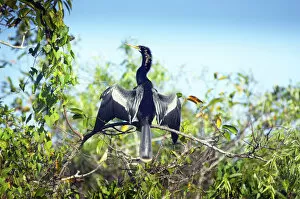 Aquatic Gallery: Florida, Everglades National Park, Shark Valley, Anhinga Drying Its Feathers