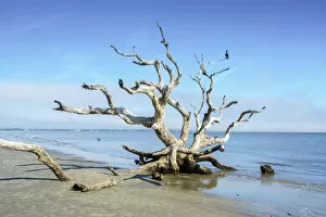 Florida, Jekyll Island, Driftwood Beach, Live Oak Tree, Eroded, Comorant, Coastal Erosion, Atlantic Ocean