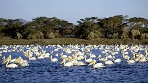 Rift Valley Collection: A flotilla of Great White Pelicans