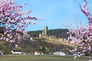 Flourishing almond trees with castle ruin Burg Wachenheim, Wachenheim