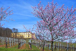 Flourishing almond trees with castle Villa LudwigshAA¶he, former summer residence of Flourishing almond trees with castle Villa LudwigshAA¶he, former summer residence of