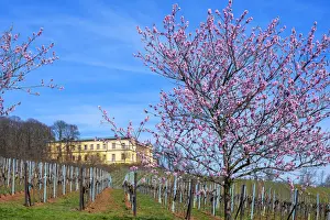 Flourishing almond trees with castle Villa Ludwigshaohe, former summer residence of
