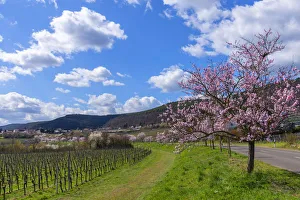 Images Dated 2019 April: 18 Apr 2019 Collection