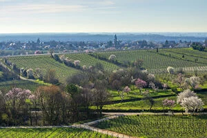 Flourishing almond trees at Gimmeldingen with view at Mussbach, Rhineland-Palatinate