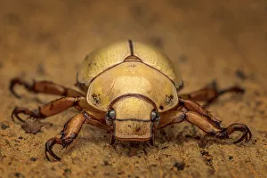 Beetles Prints: Flower Beetle, Boca Tapada, Costa Rica