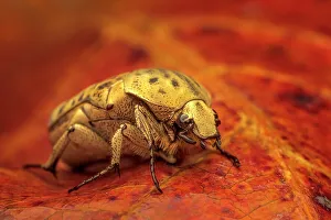 Beetles Prints: Flower Beetle, Grand Cayman, BWI
