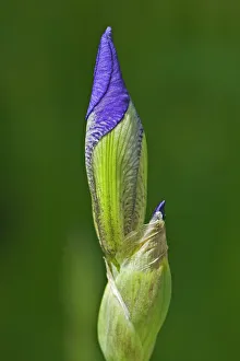Winnipeg Prints: Flower bud of blue flag (Iris versicolor). Winnipeg, Manitoba, Canada