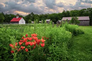 Pastoral Prints: Flower garden at a farm in North Sutton, New Hampshire, USA