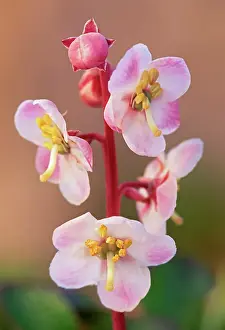 Flower of the Large-flowered wintergreen (Pyrola grandiflora). Churchill, Manitoba, Canada