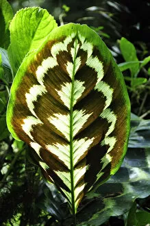 Images Dated 29th May 2012: Flower leaf at Sitio Barrilles archeological site, Panama, Central America