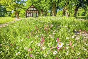 Flower Meadow Prints: Flower meadow and garden pavilion in the park of Bothmer Castle in Klutz
