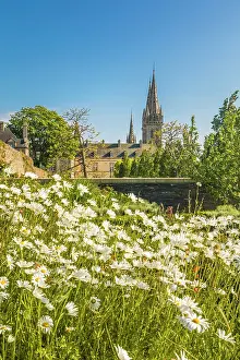 Flower Meadow Prints: Flower meadow with view of the Cathedral of Saint-Pol-de-Leon, Morbihan, Brittany, France
