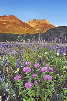 Flower meadow with wild bergamots and lupines - Canada, Alberta Flower meadow with wild bergamots and lupines - Canada, Alberta
