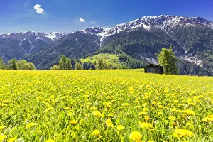 Parc Ela Prints: Flower meadows with traditional hut in Davos Wiesen
