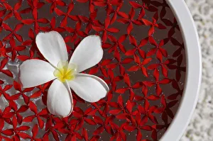 Floating Prints: Flower, Wellness, Kurumba Resort, Maldives