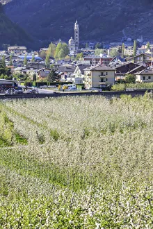 Flowering apple orchards frame Villa of Tirano village Province of Sondrio Lombardy Flowering apple orchards frame Villa of Tirano village Province of Sondrio Lombardy