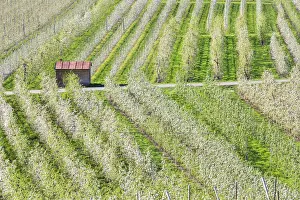 Apple Tree Prints: Flowering apple orchards Villa of Tirano Province of Sondrio Lombardy Valtellina Italy