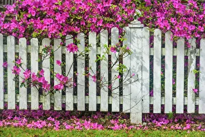 Shrubs Prints: Flowering azaleas overhanging white fence, New Iberia, Louisiana, USA