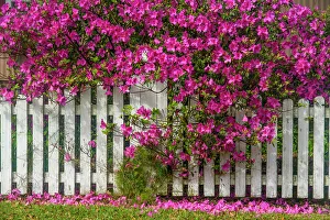 Louisiana Prints: Flowering azaleas overhanging white fence, New Iberia, Louisiana, USA