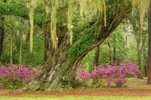 Louisiana Prints: Flowering azaleas and southern live oak in early spring