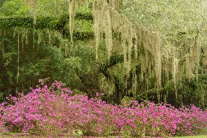 Shrubs Prints: Flowering azaleas and southern live oak in early spring