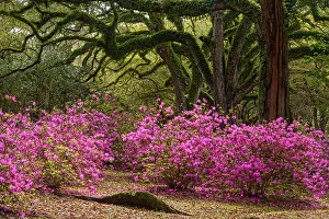Shrubs Prints: Flowering azaleas and southern live oak in early spring