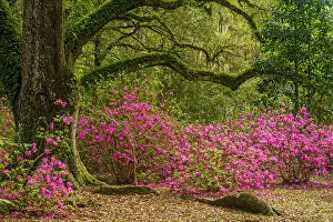 Shrubs Prints: Flowering azaleas and southern live oak in early spring