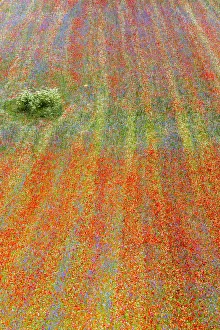 Blossoming Prints: Flowering in Castelluccio plateau, Castelluccio di Norcia village, Monti Sibillini