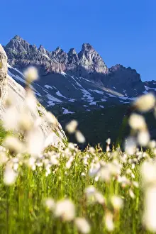 Flims Prints: Flowering of cotton grass with Tschingelhorner peak in the background