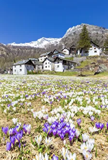 Flowering of Crocus nivea in Bosco Gurin, Vallemaggia, Canton of Ticino, Switzerland