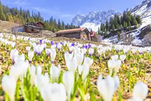 Flowering of Crocus nivea in Partnun with the Ratikon mountain range in the background