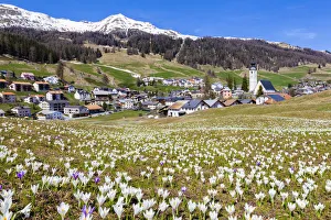 Wild Flower Prints: Flowering of Crocus nivea in the village of Ftan, Lower Engadine. Canton of Grisons