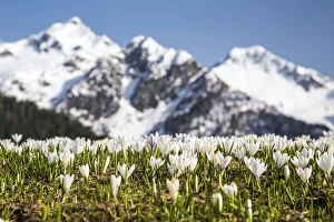 Crocus Prints: Flowering Crocus with snow covered peaks in the backgorund. Orobie Alps. Lombardy