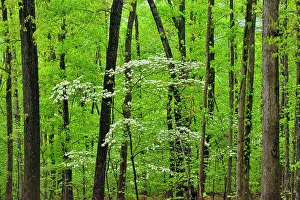 Blossoms Prints: Flowering dogwood in the hardwood forest, Buffalo National River, Arkansas, USA