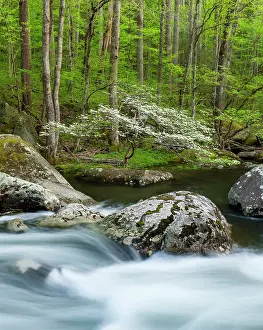 Rapids Prints: Flowering Dogwood tree, Great Smoky Mountains, Tennessee, USA