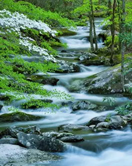 Rapids Prints: Flowering Dogwood tree, Great Smoky Mountains, Tennessee, USA
