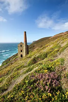 Heather Prints: Flowering gorse and heather on the Cornish clifftops surrounding Towan Roath Engine House