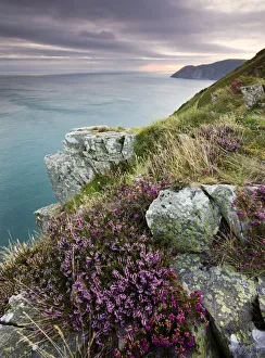 Clifftops Prints: Flowering heather on the clifftops of the Valley of Rocks, looking east towards Foreland