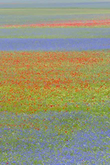 flowering of the large plain of castelluccio of norcia, perugia province, umbria, italy
