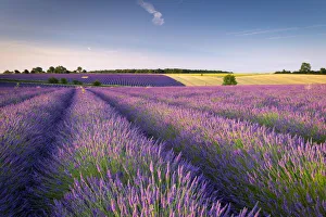 Cotswolds Prints: Flowering lavender field in the Cotswolds, Snowshill, Gloucestershire, England