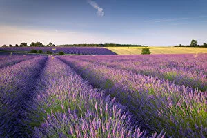 Flowering lavender field in the Cotswolds, Snowshill, Gloucestershire, England