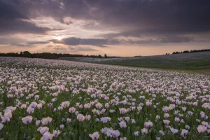 Oxfordshire Prints: Flowering Opium poppies in an Oxfordshire field, England