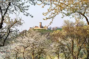 Cherry Tree Prints: Flowering Orchard with MAohlburg Castle part of the medieval castle ensemble Drei
