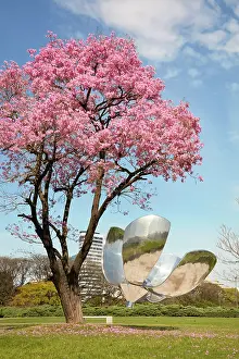 Recoleta Prints: A flowering Pink trumpet tree (Handroanthus impetiginosus) with Floralis Generica in the background in spring