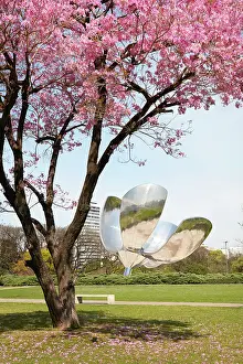 Recoleta Prints: A flowering Pink trumpet tree (Handroanthus impetiginosus) with Floralis Generica in the background in spring