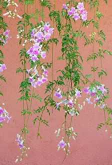 North African Prints: Flowering plant hanging in front of a peach-coloured wall, Marrakech, Morocco