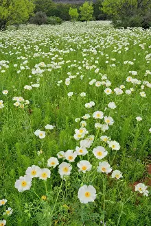 Pastures Prints: Flowering prickly poppies in a field with spring mesquite trees