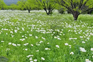 Pastures Prints: Flowering prickly poppies in a field with spring mesquite trees
